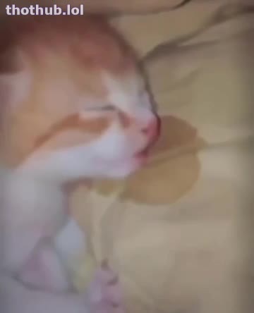 OnlyFans leaked sleeping cat on HDthot