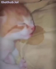 sleeping cat