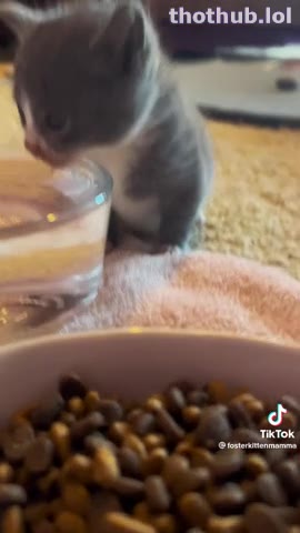 OnlyFans leaked Baby cat on HDthot