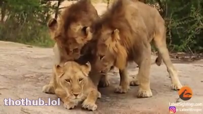 OnlyFans leaked The female lion mate together all the males of the group on HDthot