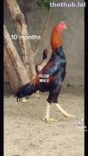 Higher Rank Cock