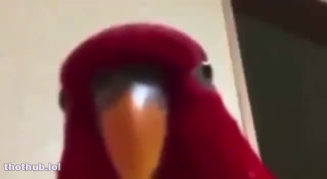 Barits22 OnlyFans leaked Red bird cosplay on HDthot